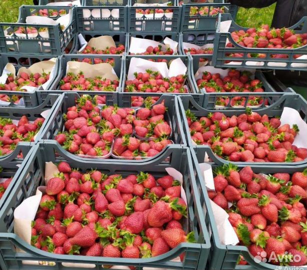 Рассада клубники