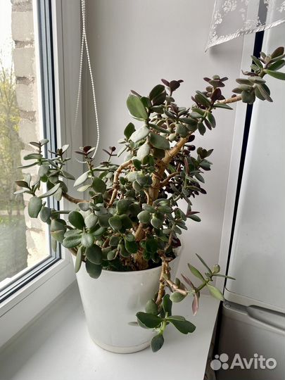 Крассула / Толстянка / Денежное дерево