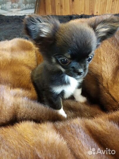 Чихуахуа.Мальчик mini