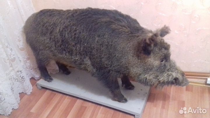 Продаю чучело дикого кабана