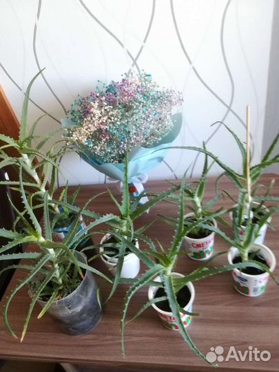 Алоэ лечебный