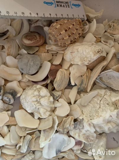 Морские ракушки раковины