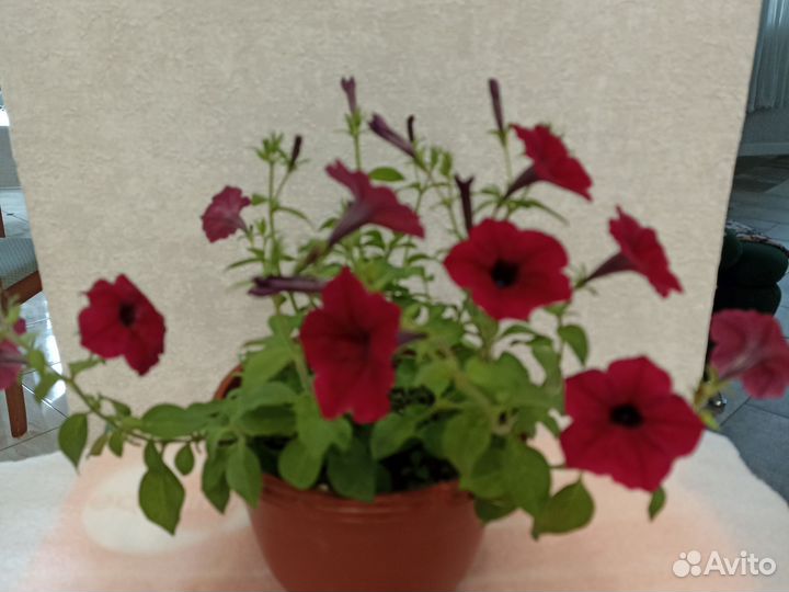 Петуния тайдал, калибрахоа