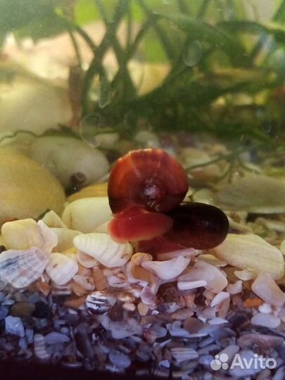 Улитки катушки (аквариумные)