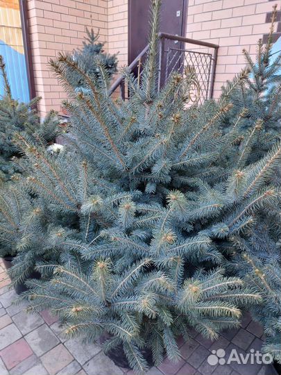 Ель голубая в горшке