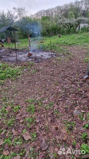 Спил деревьв