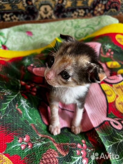 Кошки в добрые руки породистые