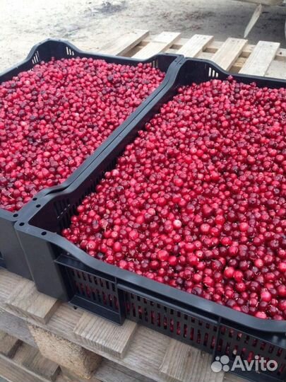 Клюква оптом свежая