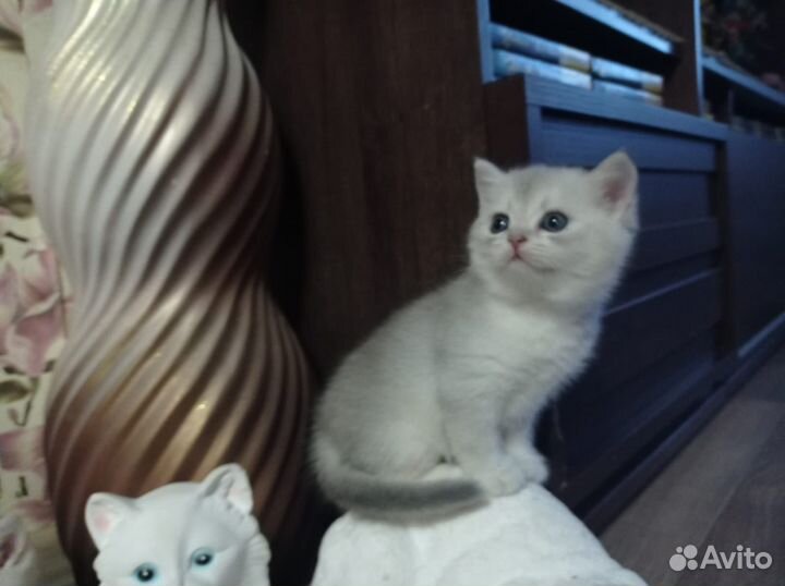 Британский котик