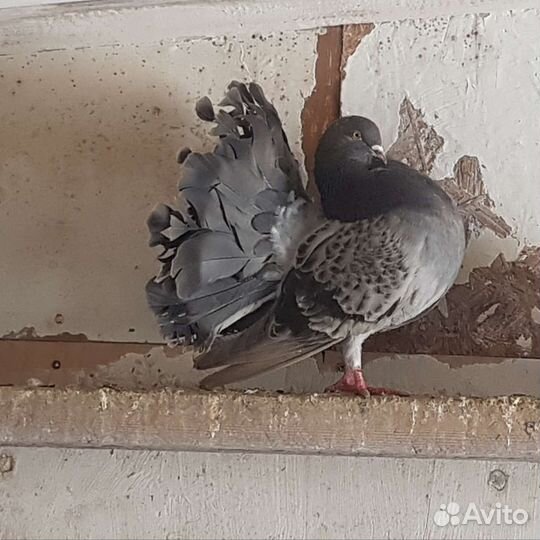 Продажа голубей