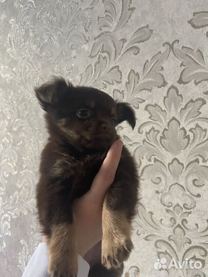 Щеночки чихуахуа