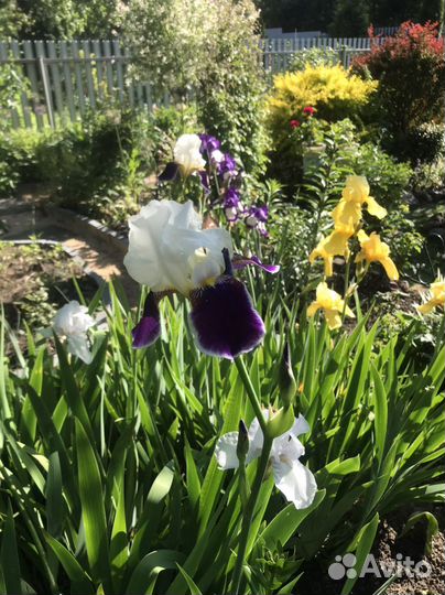 Ирисы
