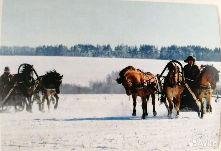 Открытки с лошадьми
