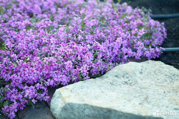 Флокс шиловидный, зкс