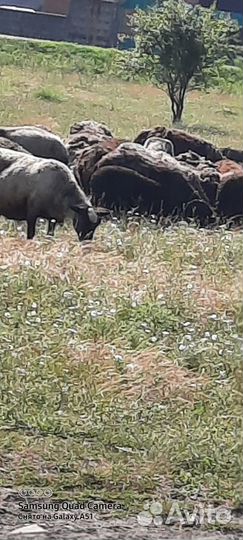 Овцы бараны романовские