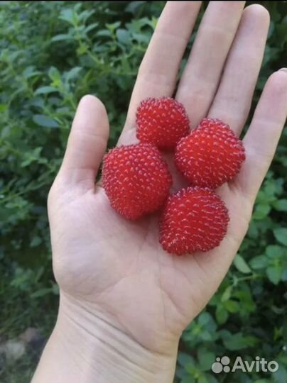 Норвежская малина