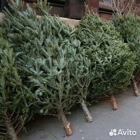 Живая ёлка, ель, доставка