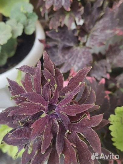 Колеусы сортовые