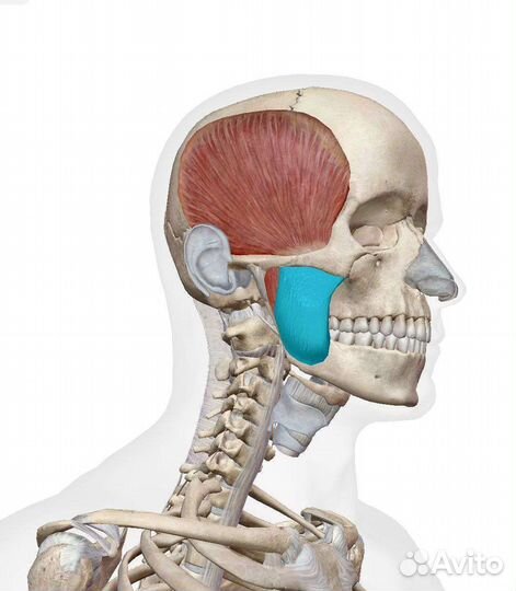 Репетитор по анатомии физиологии фармакологии