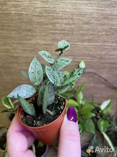 Hoya (хойи разные)