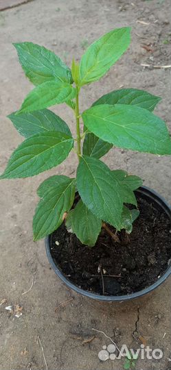 Гортензия саженцы