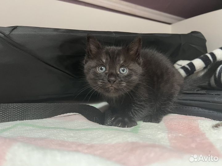 Котенок девочка в добрые руки