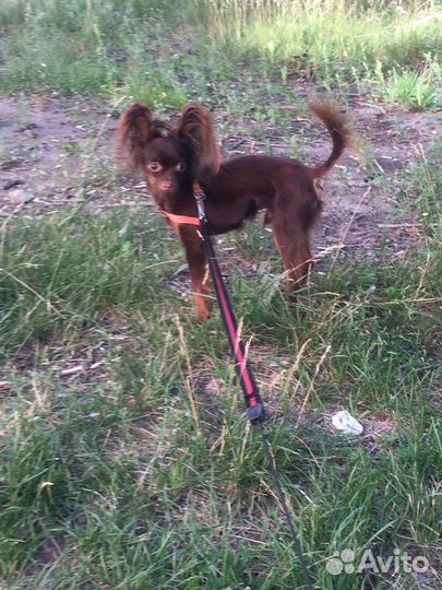 Той-терьер вязка