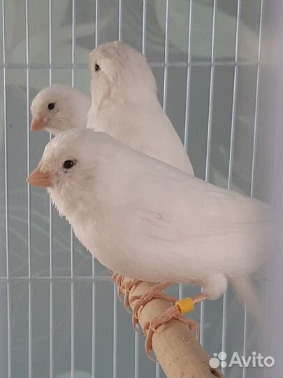 Канарейки и кенора