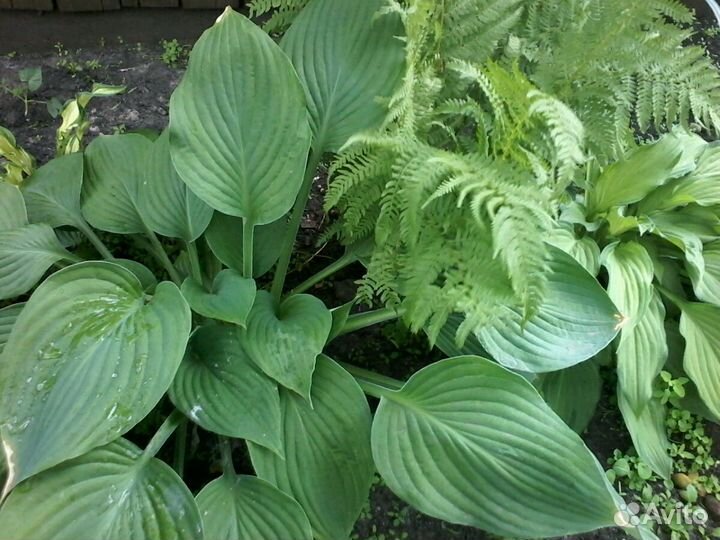 Хоста цветок