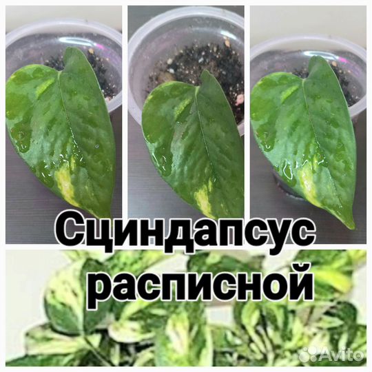 Комнатные цветы