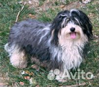 Маленькая собака в дар