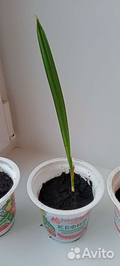 Финиковая пальма