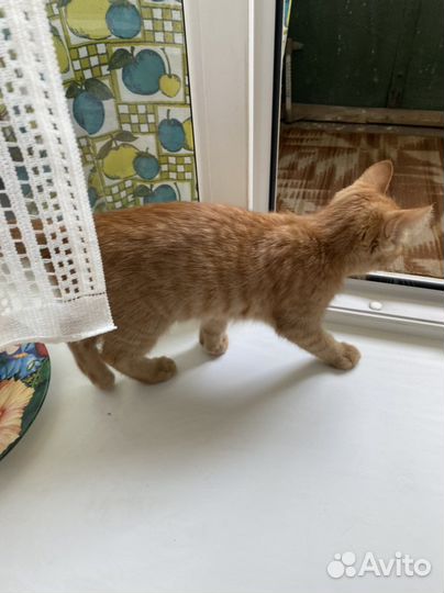 Котята