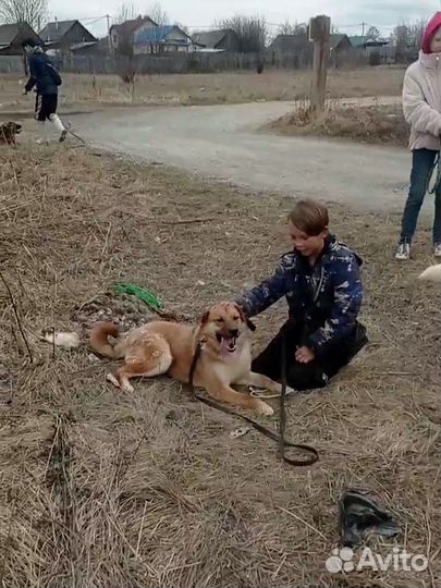 Даянка дружелюбная собачка в семью