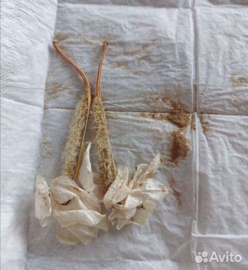 Семена орхидеи