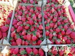 Клубника азия