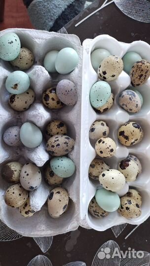 Продам перепелов Белый гигант, Фараоны,Селадоны