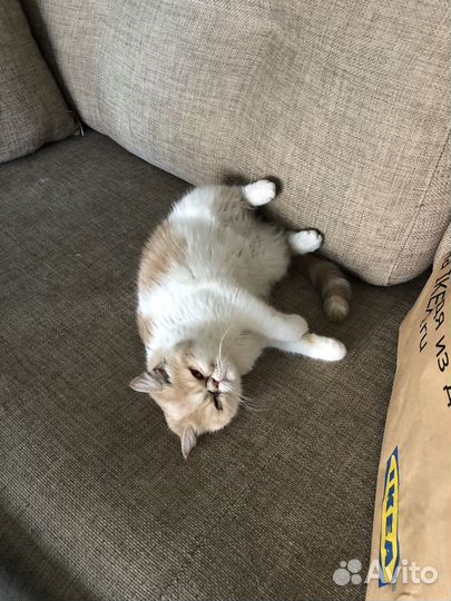 Экзотическая кошка