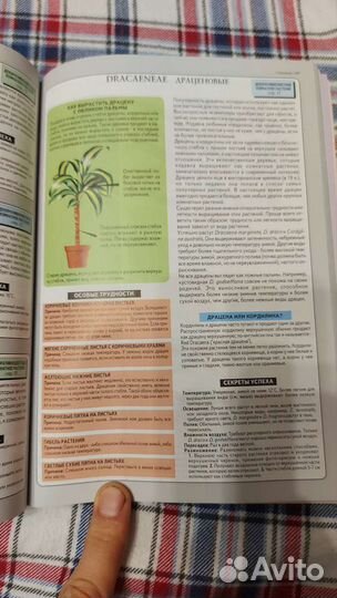 Д. Г. Хессайон. Всё о комнатных растениях