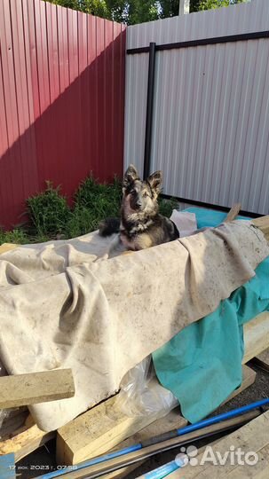 Добрая собачка щенок 6 месяцев