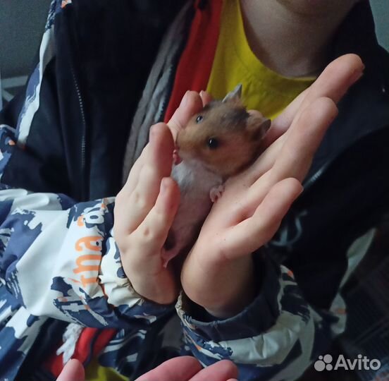 Хомячки