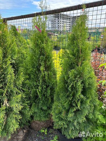 Туя смарагд из питомника
