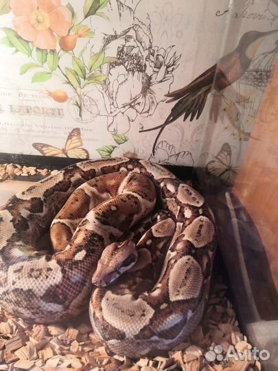 Королевский удав