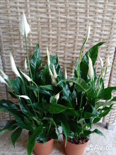 Спатифиллум цветущий