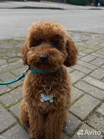 Адресники жетон для собак и кошек