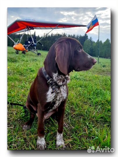 Метис курцхаара