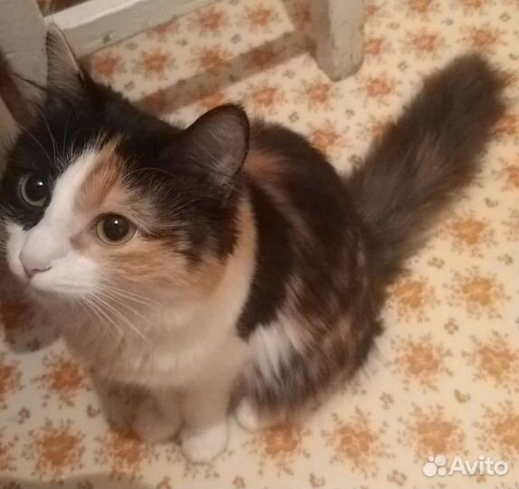 Кошечка в добрые руки