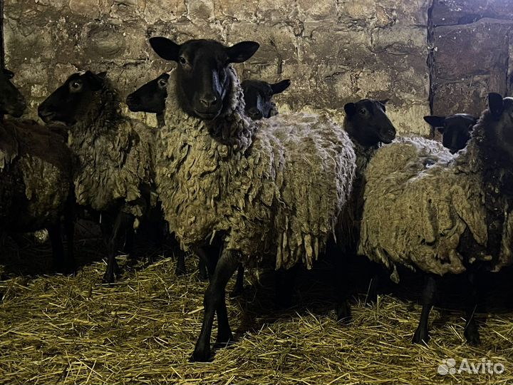 Романовские овцы племенные