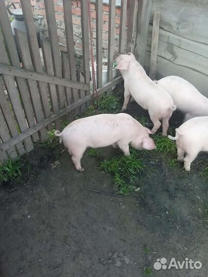 Поросенок ландрас+крупная белая