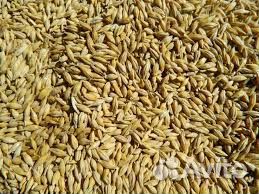 Зерно ячмень